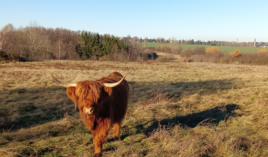 Schottisches Hochlandrind auf den Meinsdorfer Wiesen Foto: Konrad Kühne