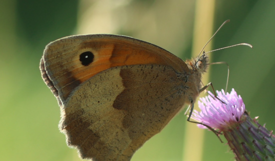Beim JuNa-ARTEN-FORSCHER*INNEN-CAMP in Weiditz gab es viel zu entdecken. Foto: Thomas Polster